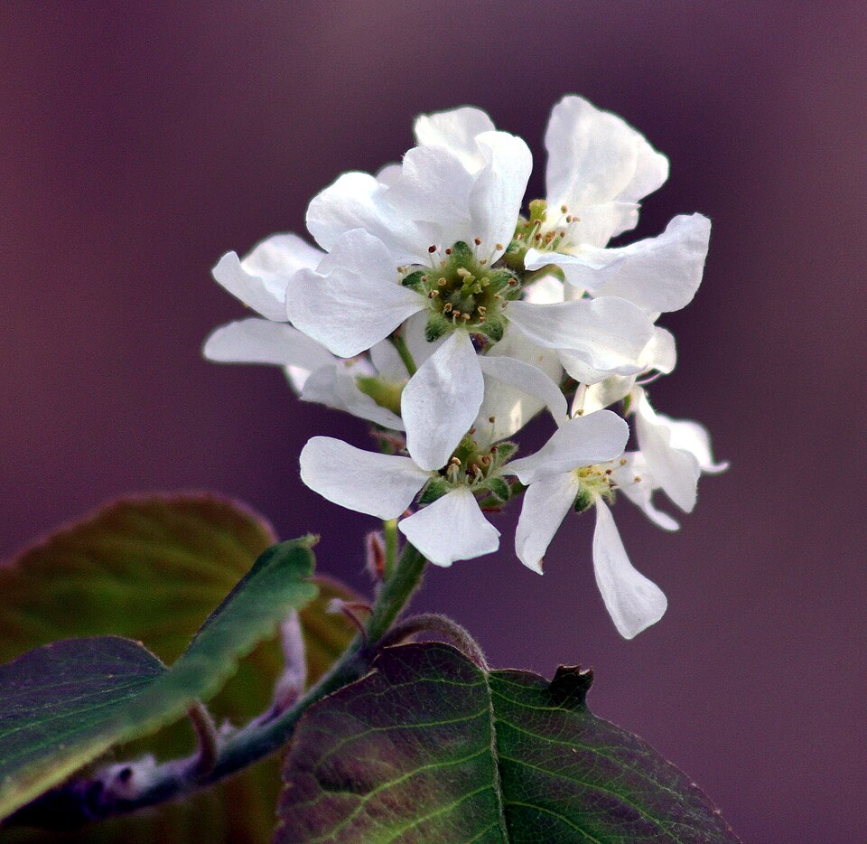 Quebec Berry