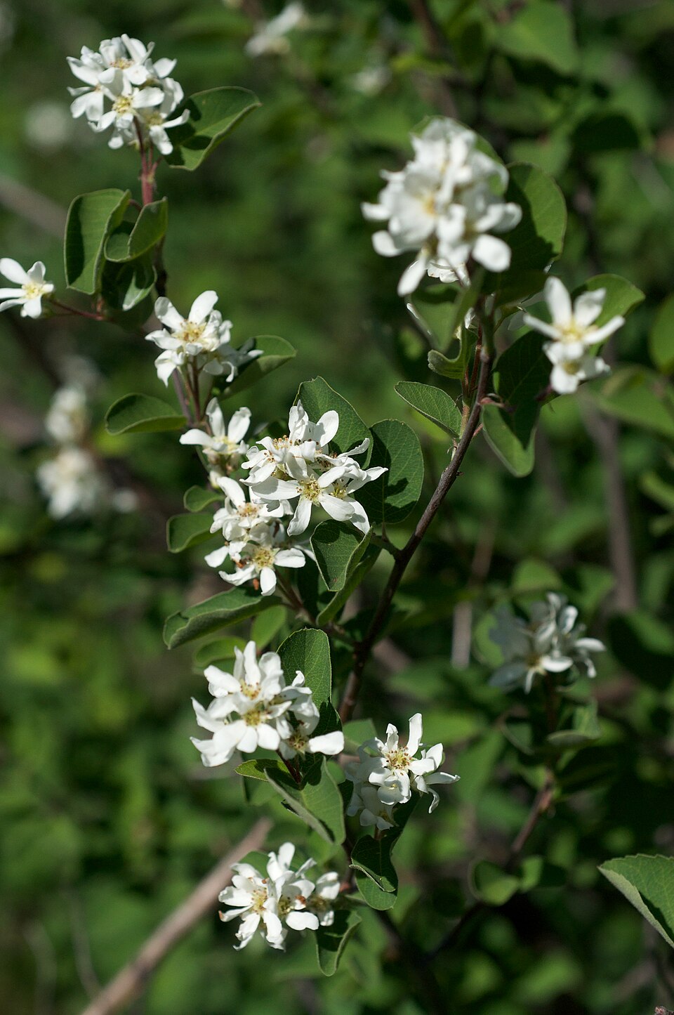 Utah serviceberry