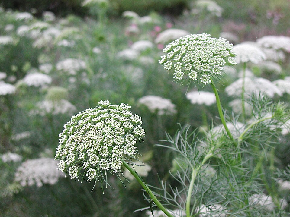 Visnaga — Ammi visnaga