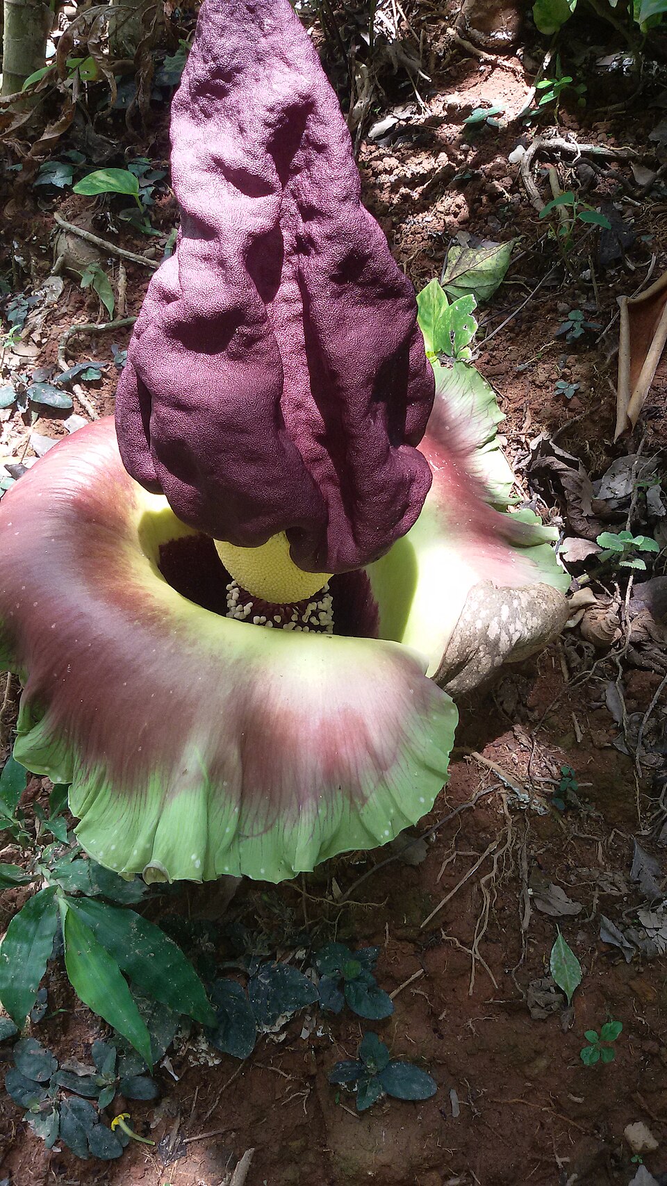 Yam Elefant