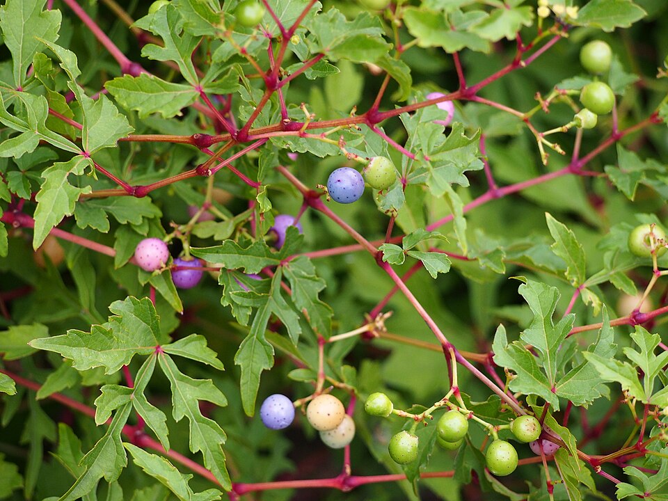 Ampelopsis japonez
