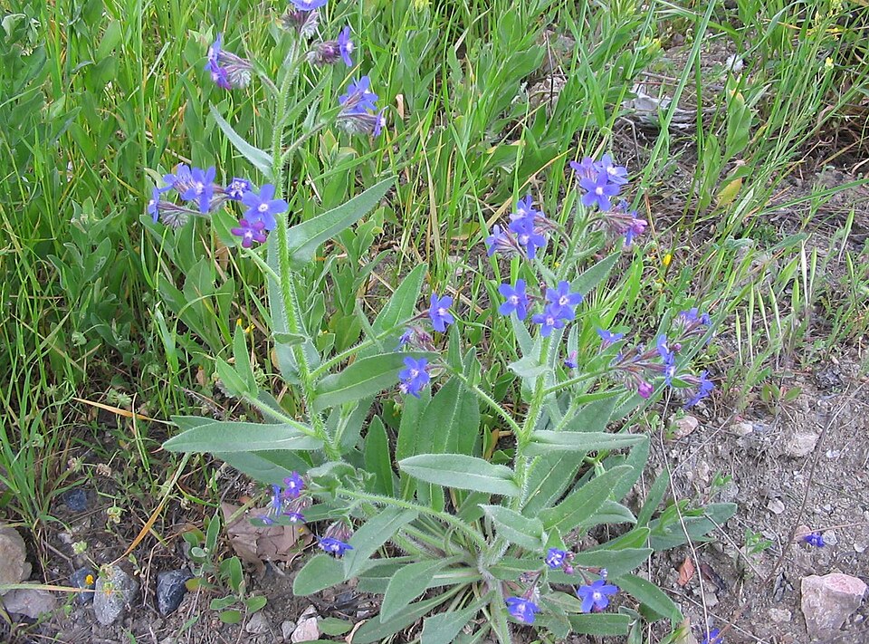 Limba mielului — Anchusa azurea