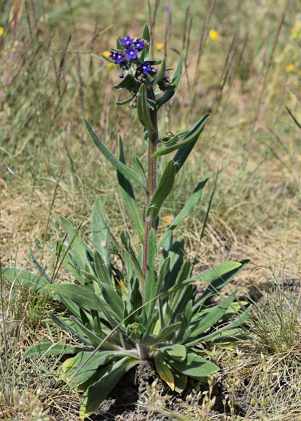 Limba mielului — Anchusa officinalis