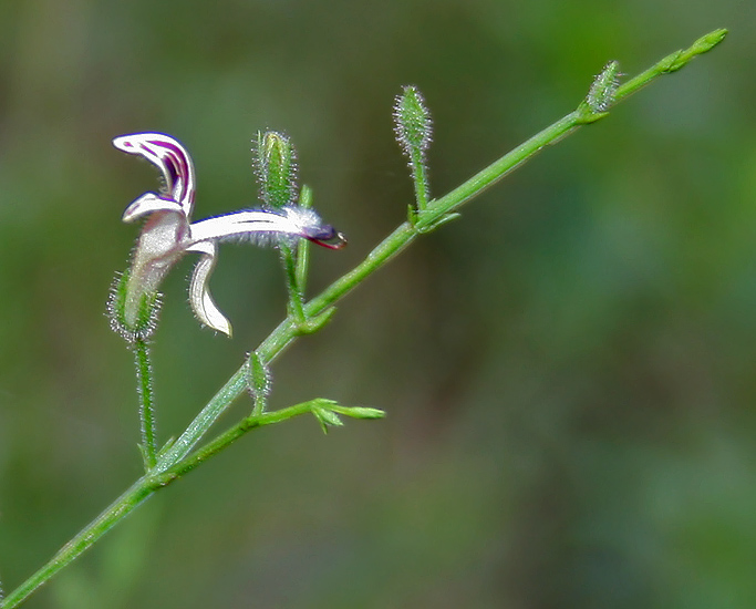 Green Chireta