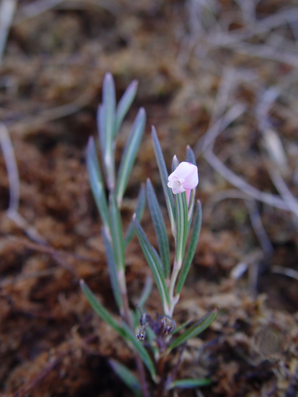 Bărbănosul de mlaștină — Andromeda glaucophylla