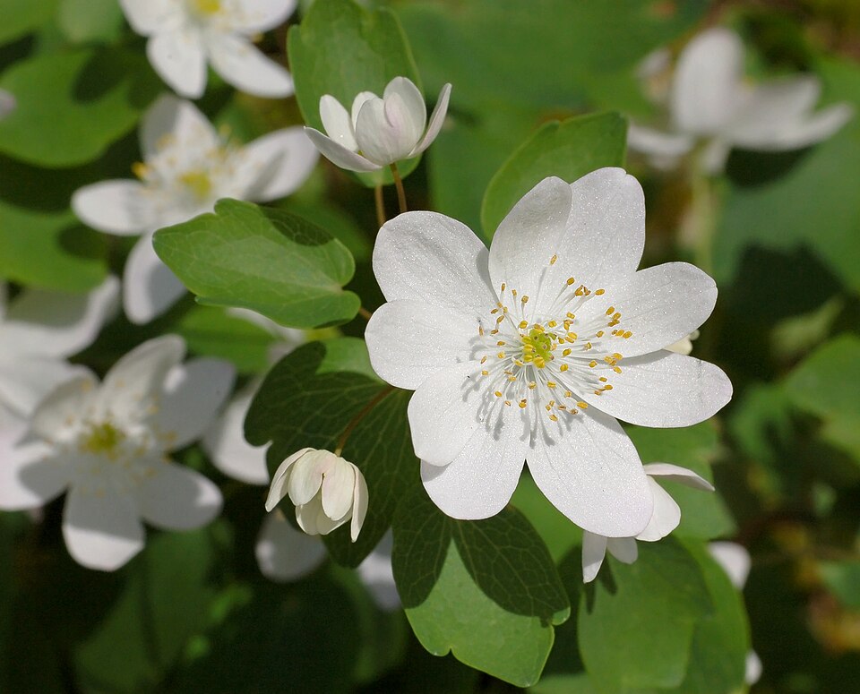 Rue-Anemone