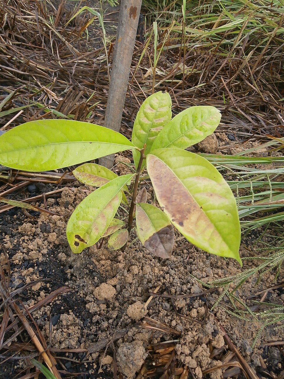 Lemn de trandafir brazilian — Aniba rosaeodora