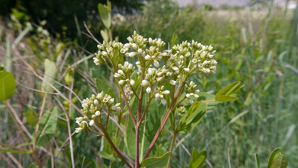Cânepă indiană — Apocynum cannabinum