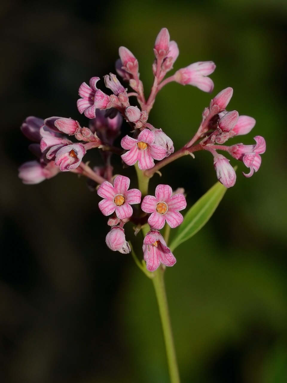 Cânepă de Venetia — Apocynum venetum