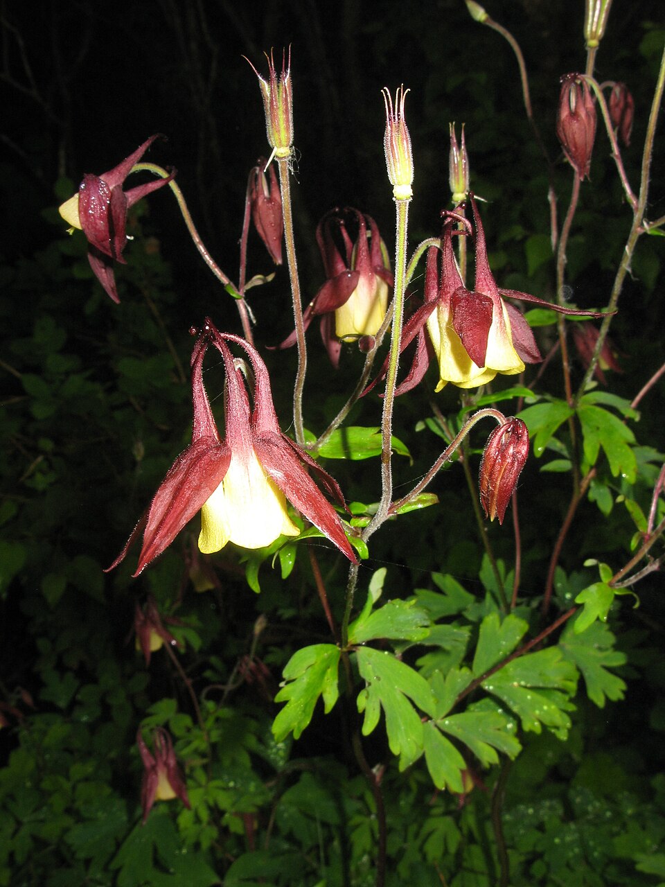 Aquilegia buergeriana