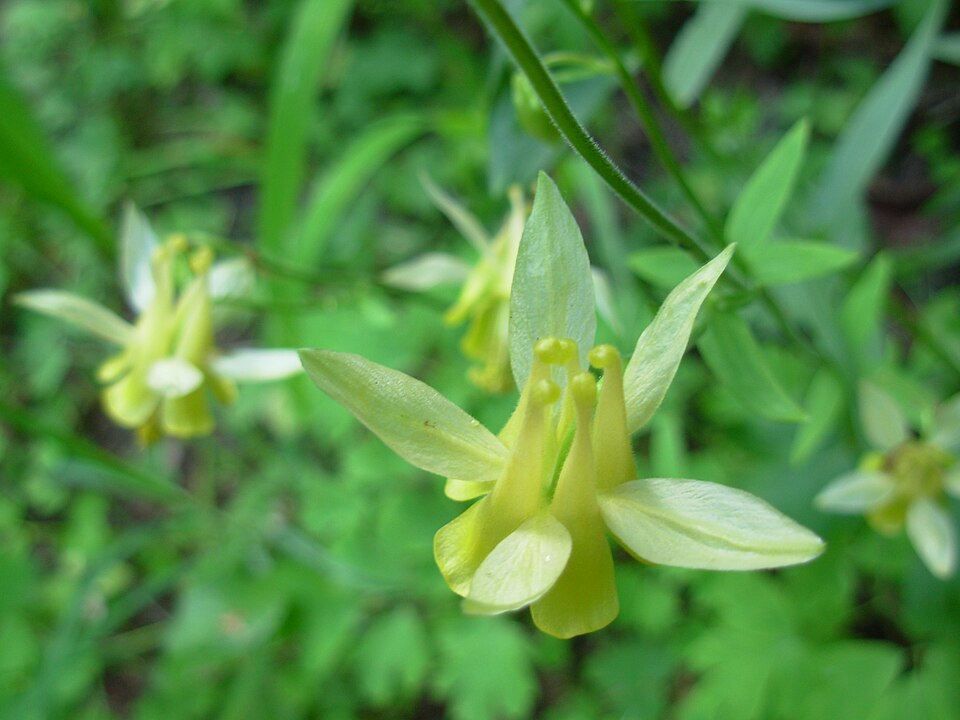 Columbină