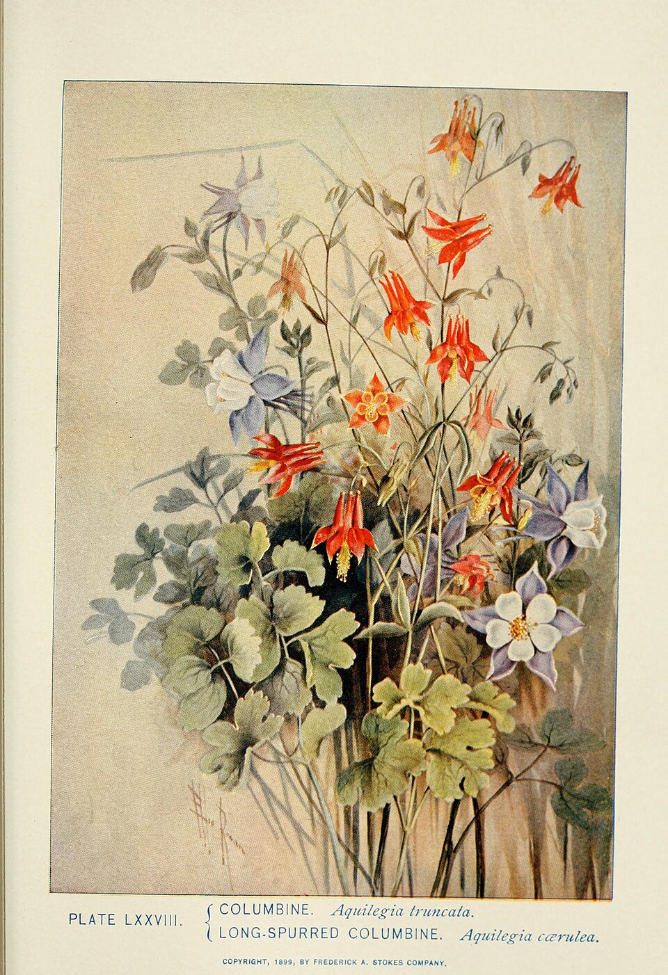 Columbine
