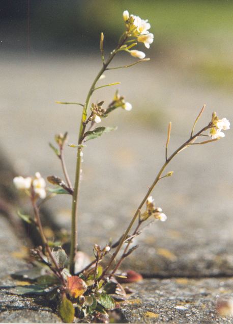 Cresonul șoarecelui — Arabidopsis thaliana