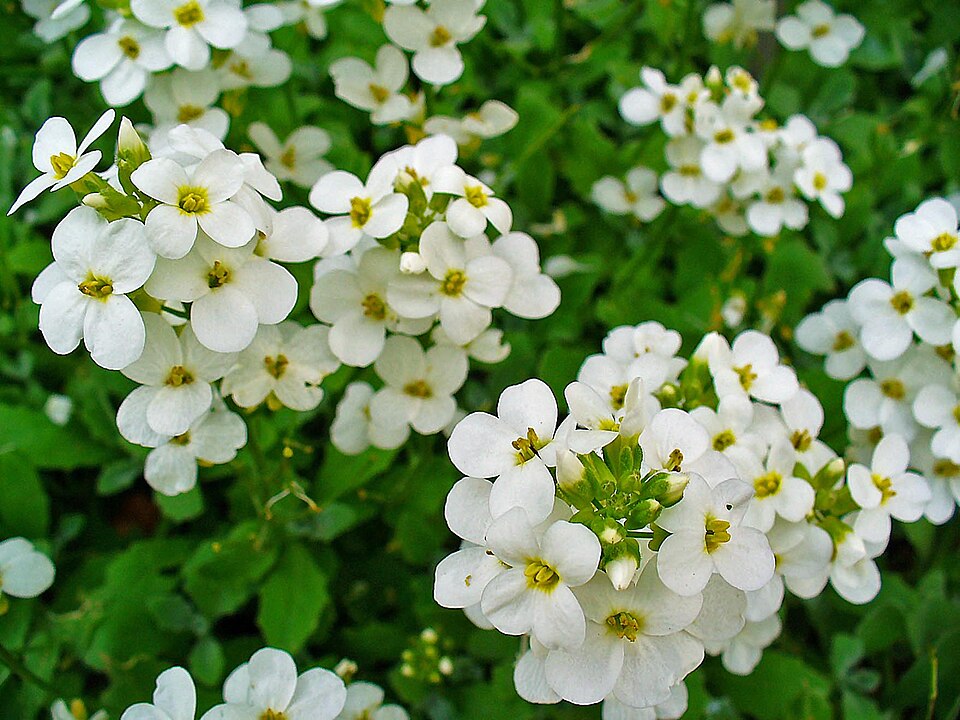 Creson de stâncă — Arabis caucasica