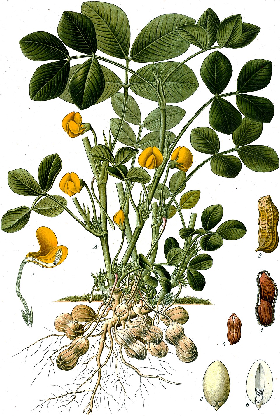 Arahidă — Arachis hypogaea