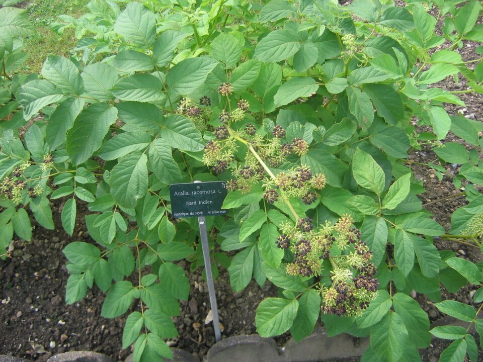 Spikenard american