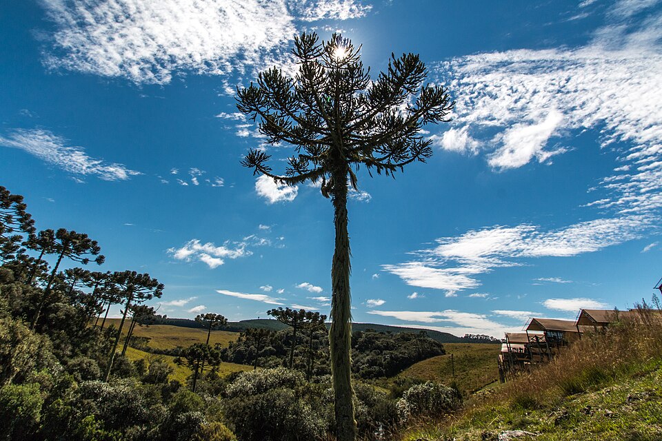 Pin de Paraná — Araucaria angustifolia