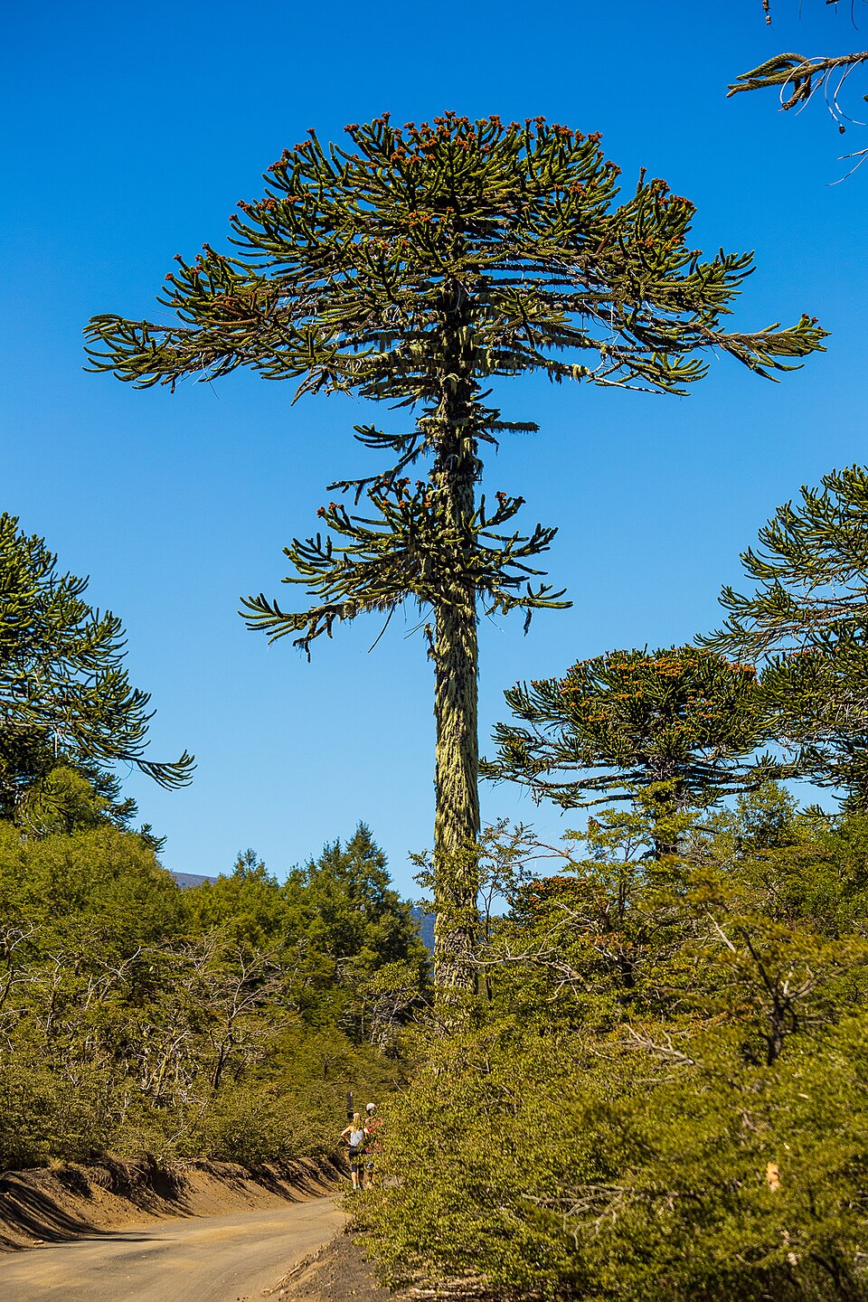 Monkey Puzzle Tree