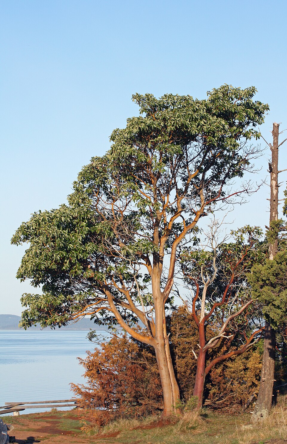 Madrona — Arbutus menziesii
