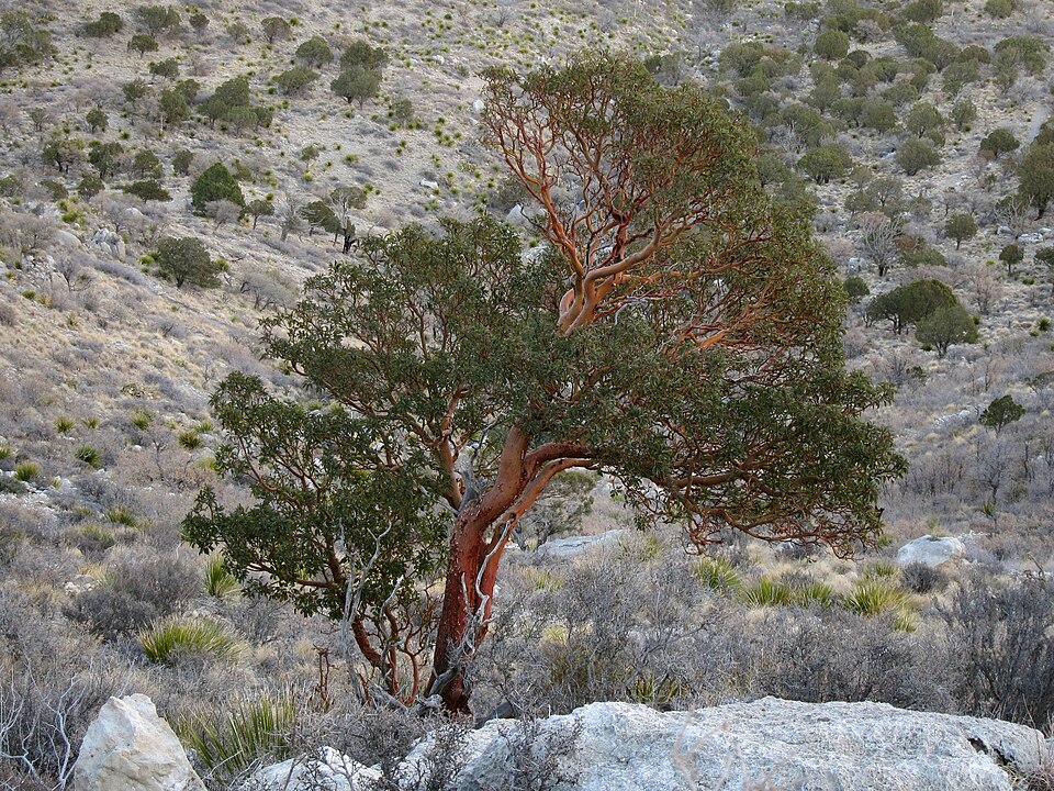 Madrone din Texas