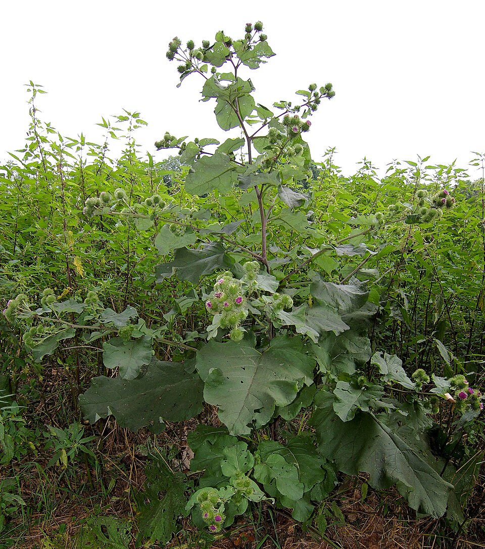 Brusture — Arctium lappa