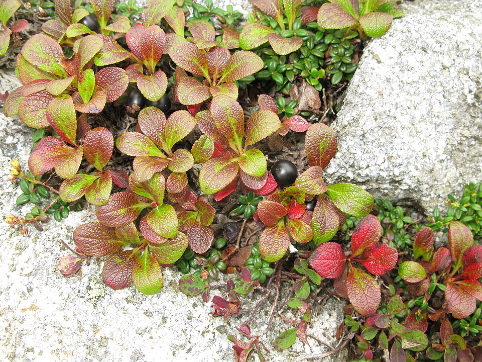 Alpine Bearberry — Arctostaphylos alpina