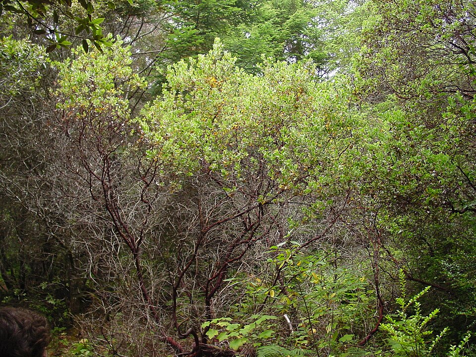 Manzanita păroasă
