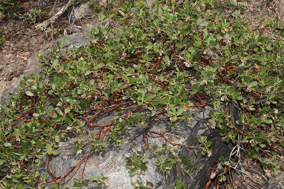 Manzanita de pin-mătase
