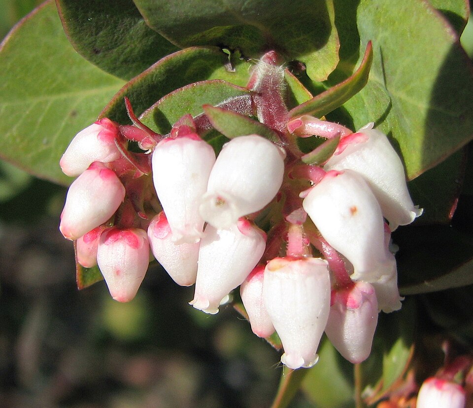 Manzanita pufoasă