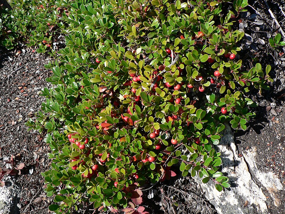Ursulică — Arctostaphylos uva-ursi
