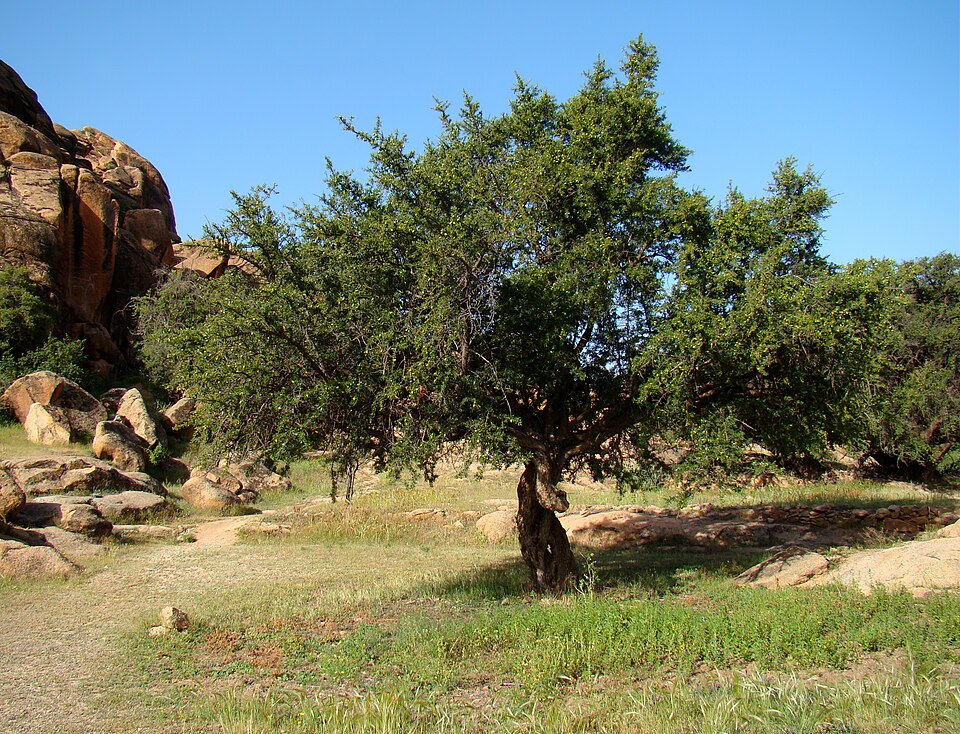 Argan — Argania spinosa