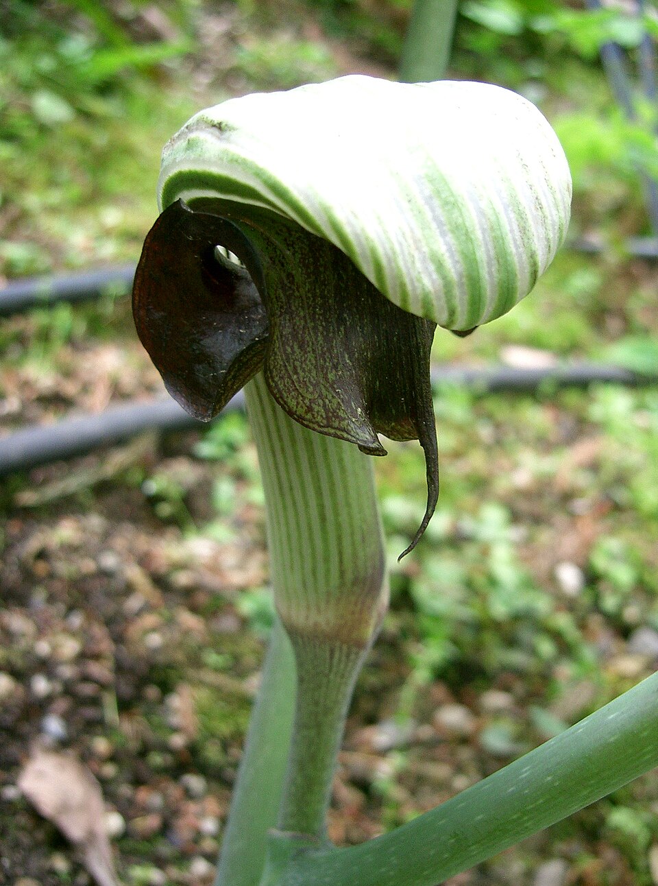 Arisaema ringens