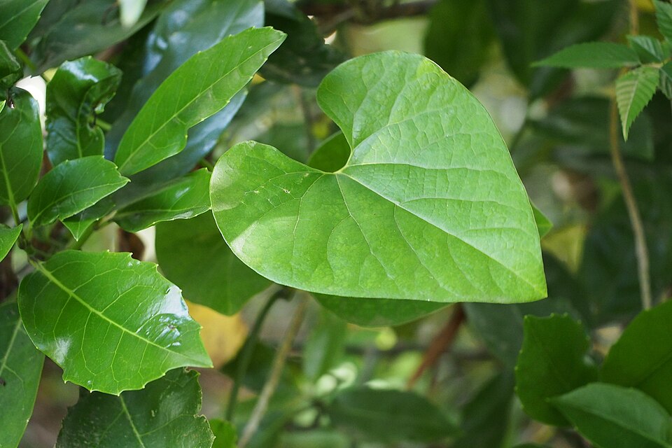 Aristolochia kaempferi