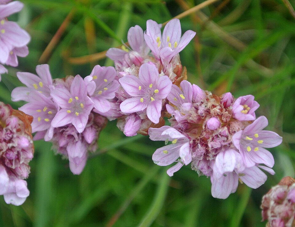 Iarba sării — Armeria maritima