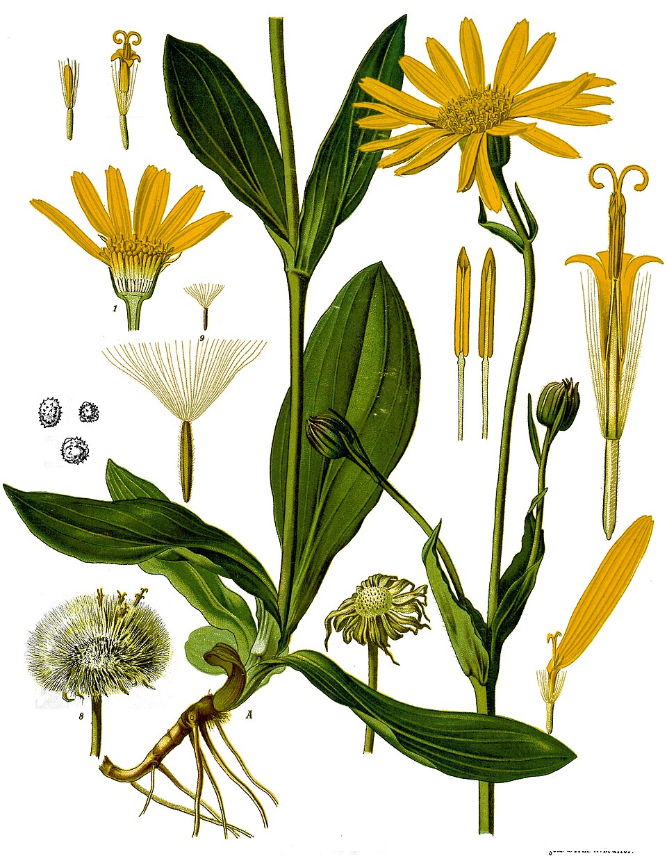 Arnică — Arnica montana