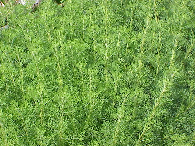 Lemnul domnului