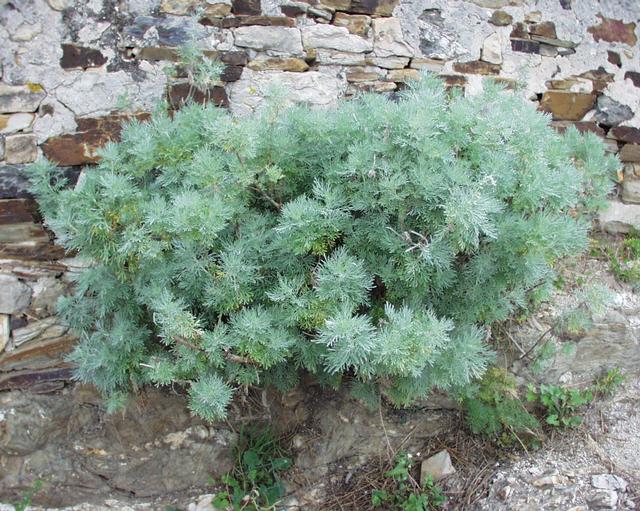 Pelin arbustiv — Artemisia arborescens