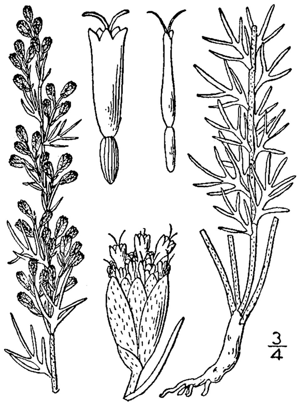 Pelinul lui Carruth — Artemisia carruthii