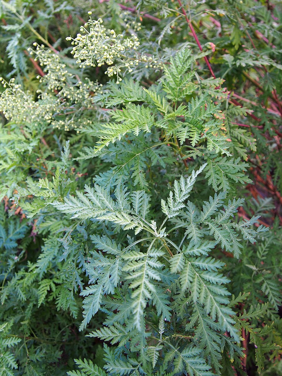 Pelin rusesc — Artemisia gmelinii