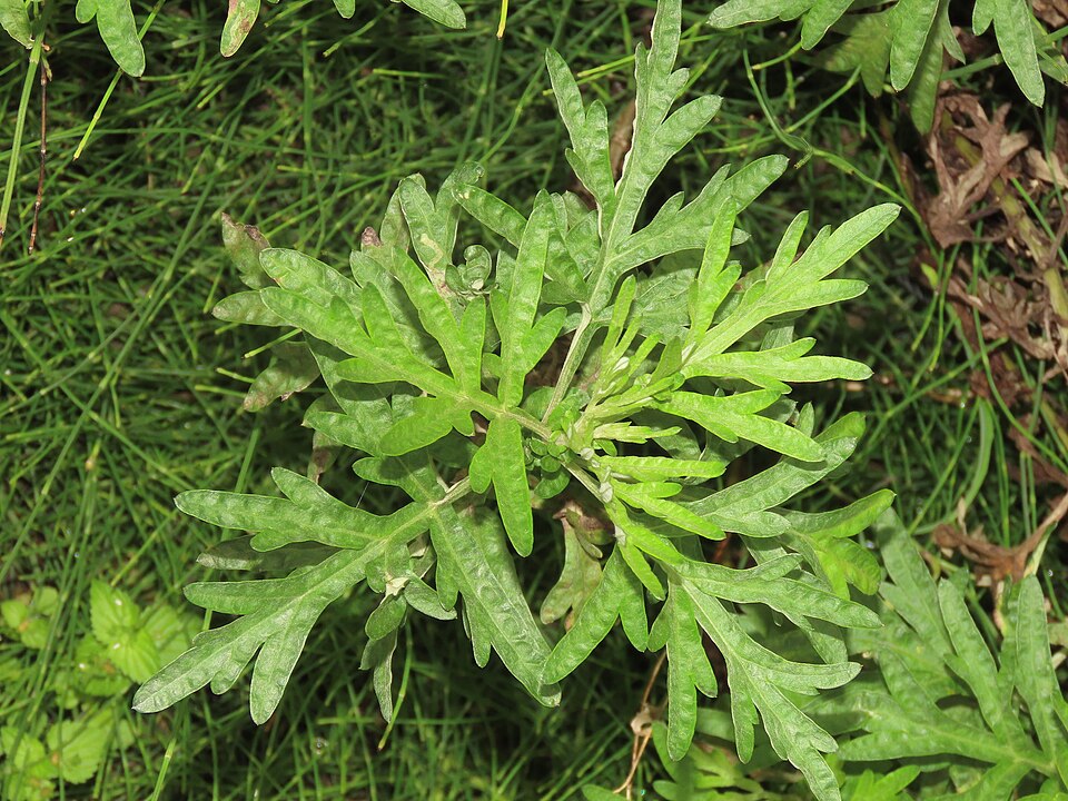 Pelin indian — Artemisia indica