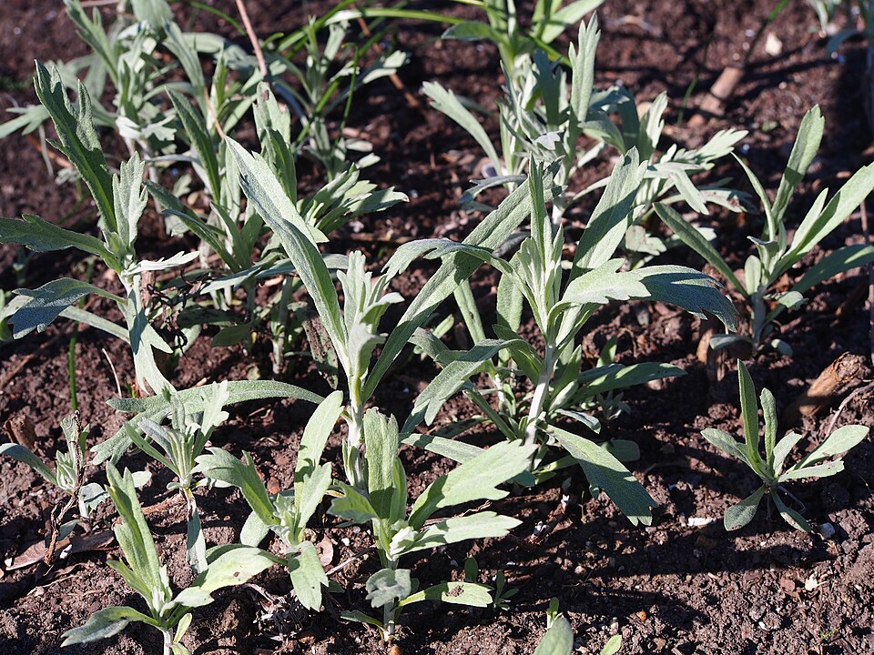 White Sage