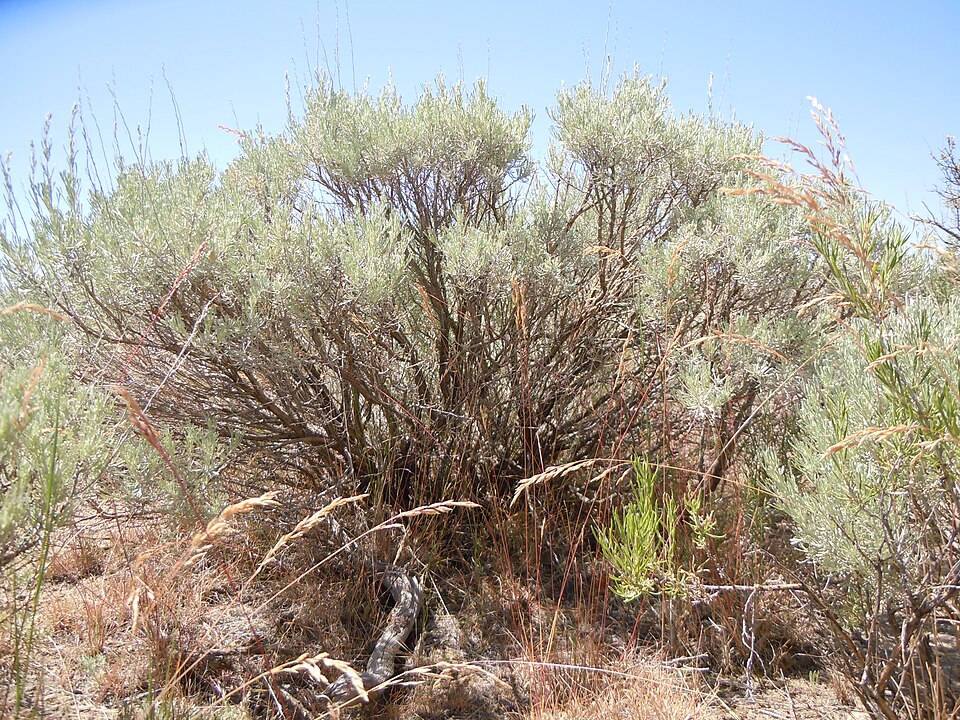 Artemisia tripartita — Artemisia tripartita