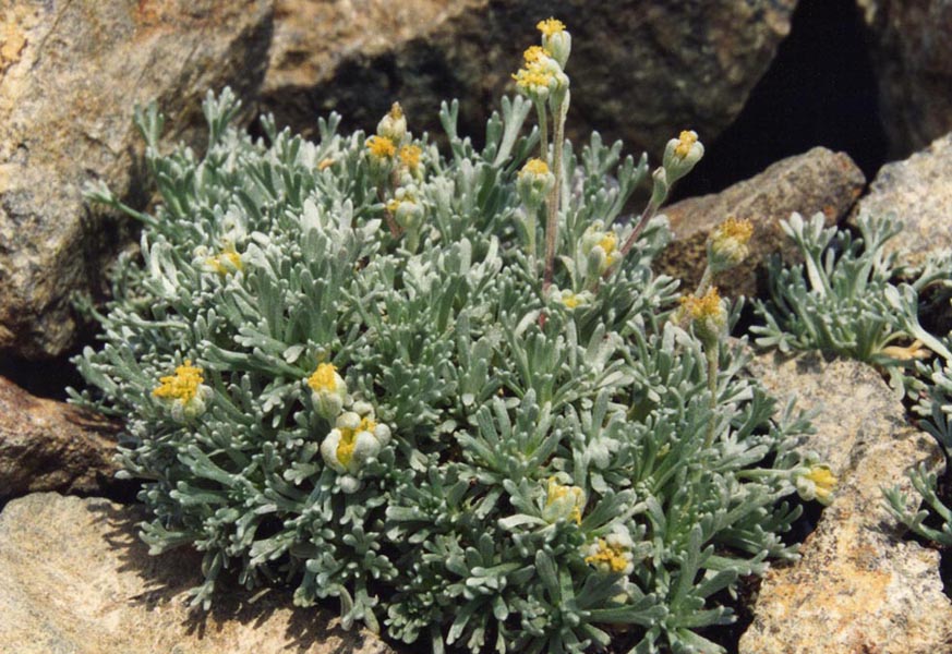 Pelin alpin — Artemisia umbelliformis