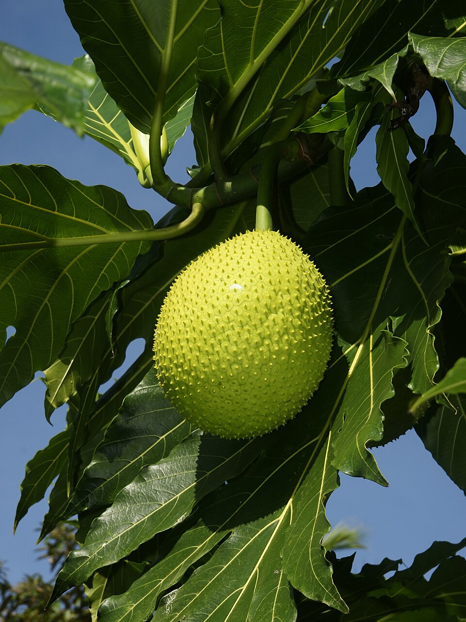 Arborele de pâine