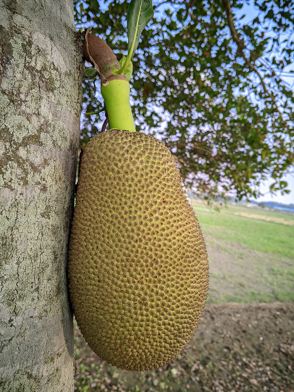 Jackfruit