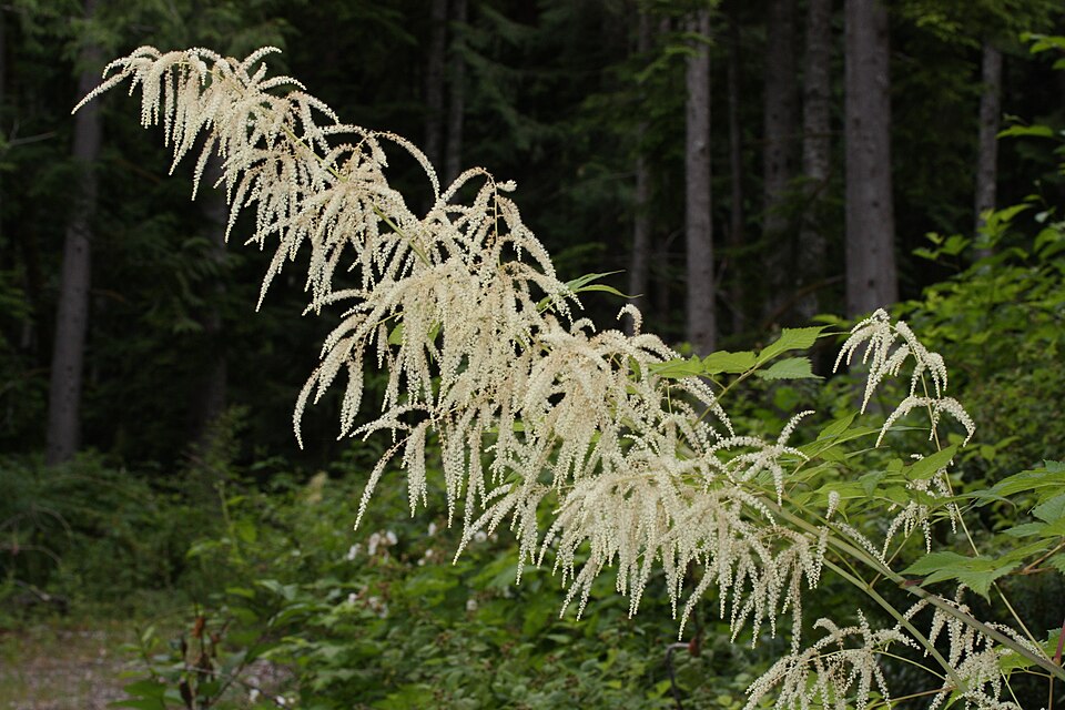 Barba caprei — Aruncus dioicus
