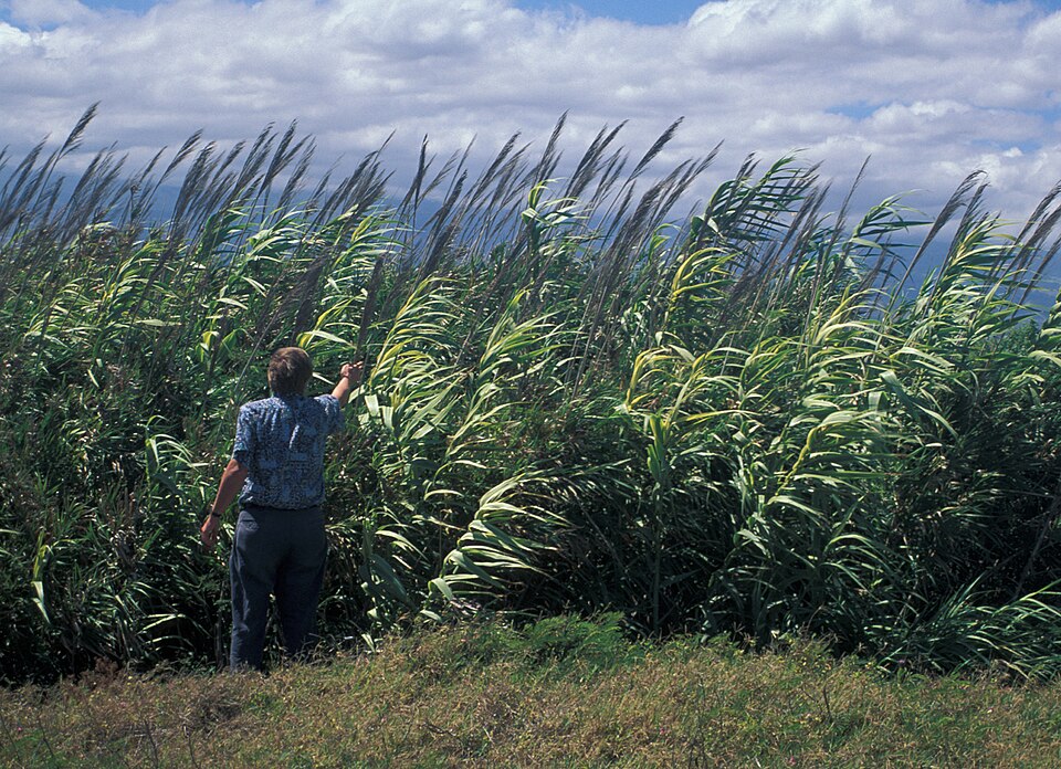 Trestie uriașă — Arundo donax