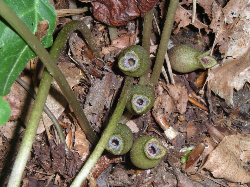 Asarum arifolium