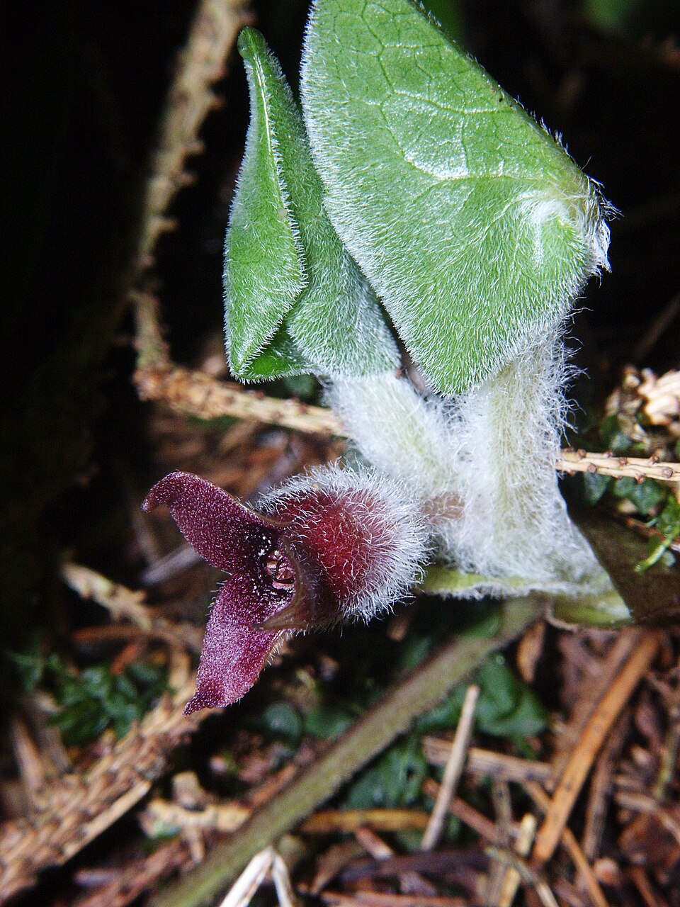 Asarabacca — Asarum europaeum