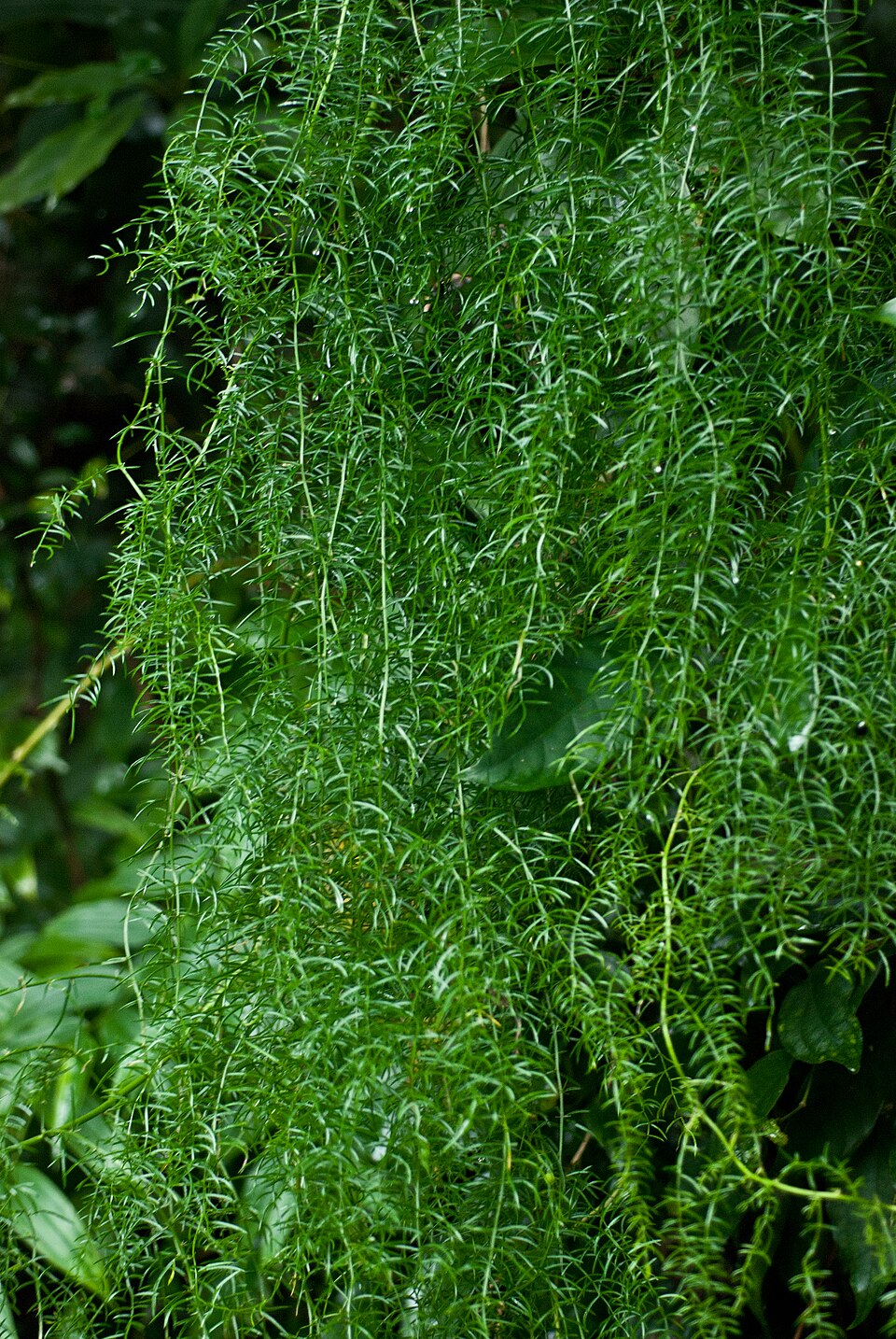 Asparagus chinezesc